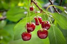 Cerezas